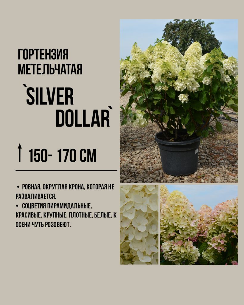 Гортензия метельчатая 'Сильвер Доллар' (Hydrangea paniculata Silver Dollar) — классический сорт с крупными плотными соцветиями, белыми летом и розовеющими осенью.