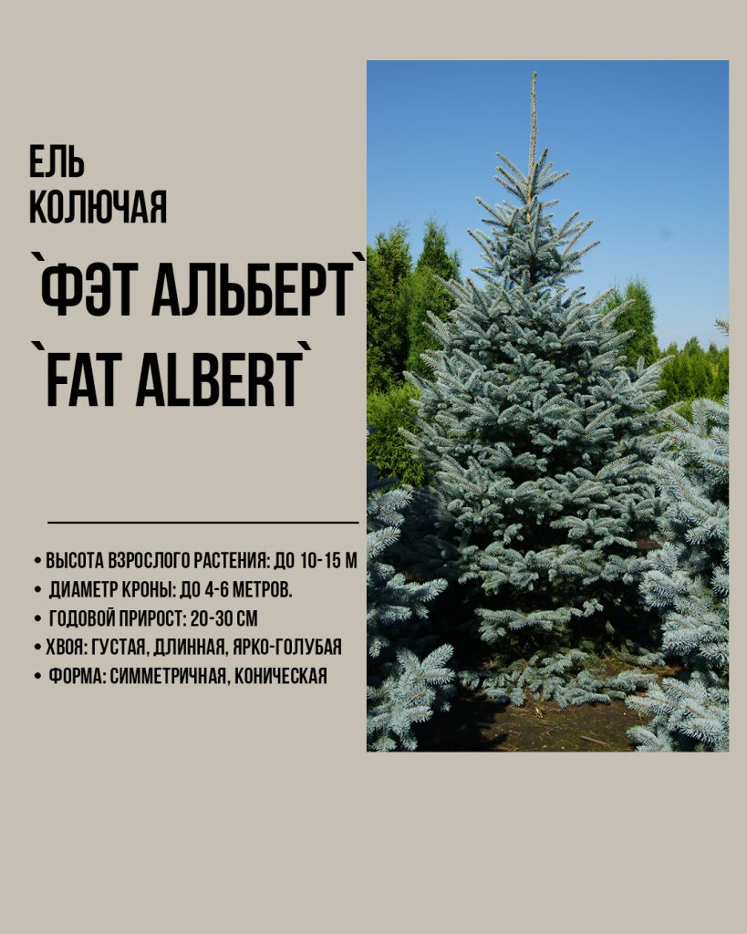 Fat Albert Фэт Альберт, Фат Альберт голубая ель, купить голубую ель, крупномеры голубой ели