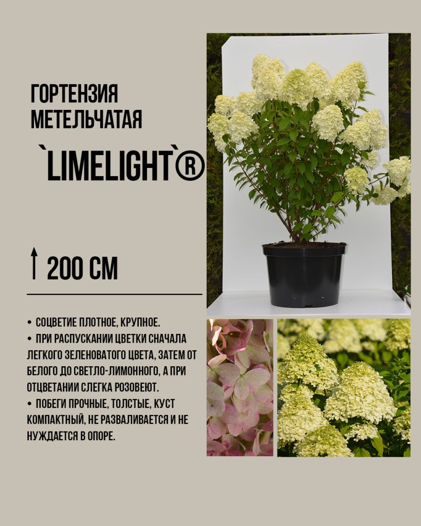 Саженцы гортензии метельчатой 'Лаймлайт' (Hydrangea paniculata Limelight) с соцветиями лаймового оттенка.