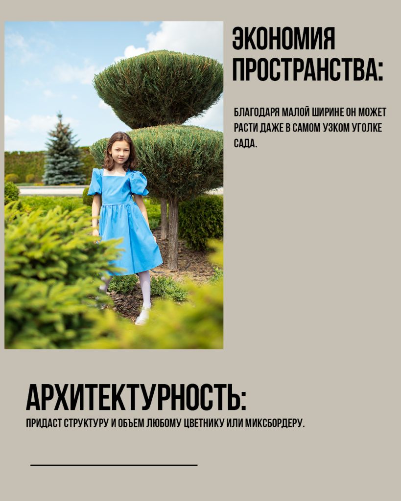 крупномеры оптом скальный можжевельник крупномеры оптом скальный можжевельник