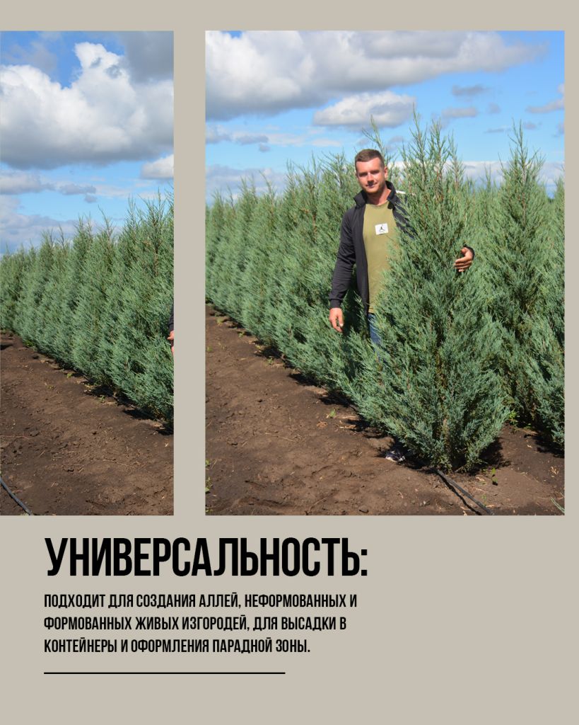 Блю эрроу можжевельник в ландшафтном дизайне Блю эрроу можжевельник в ландшафтном дизайне