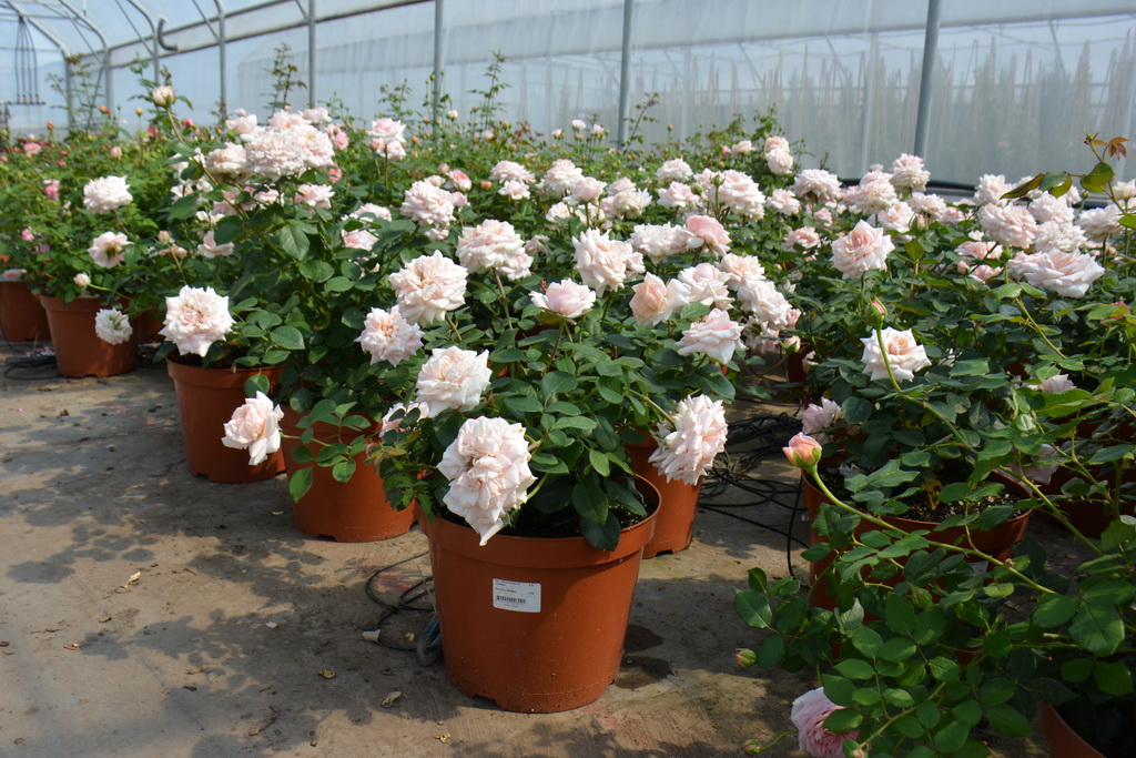 Holiday Island® Roses - островная серия роз от Interplant