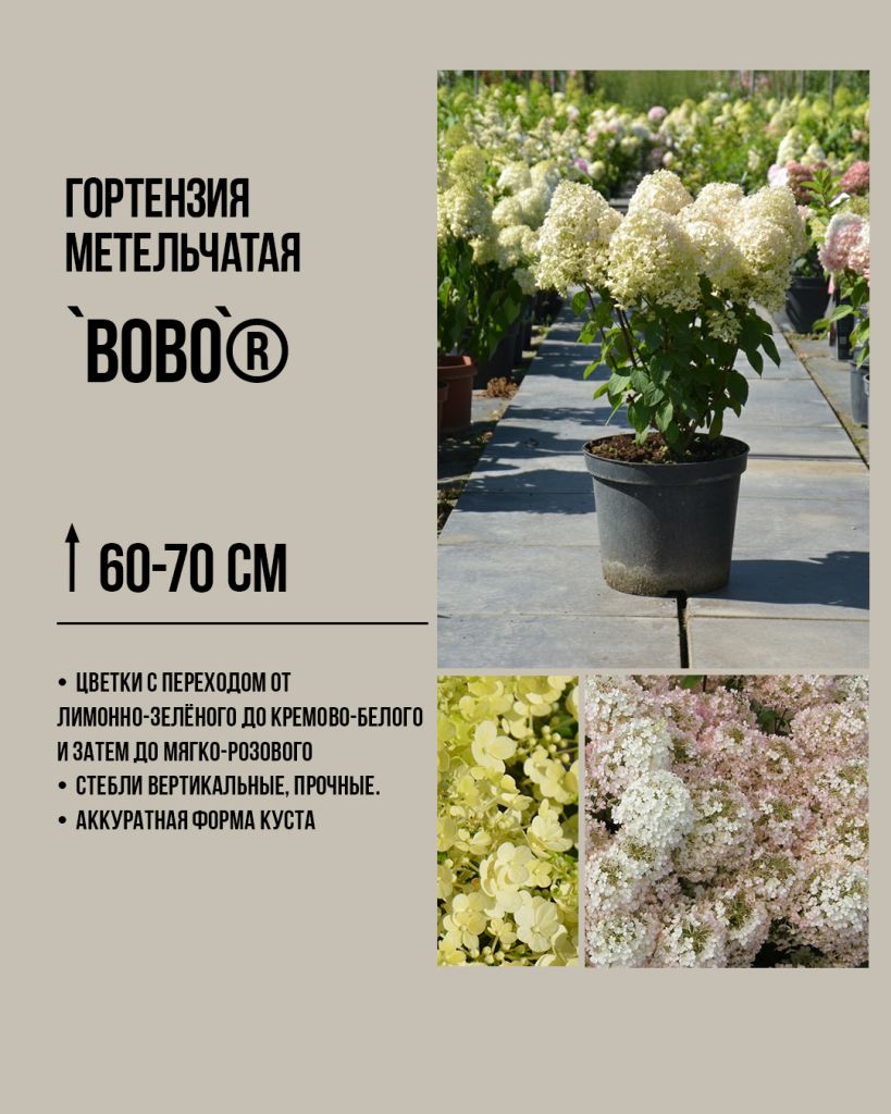 Гортензия метельчатая `Бобо`, Hydrangea paniculata `Bobo`