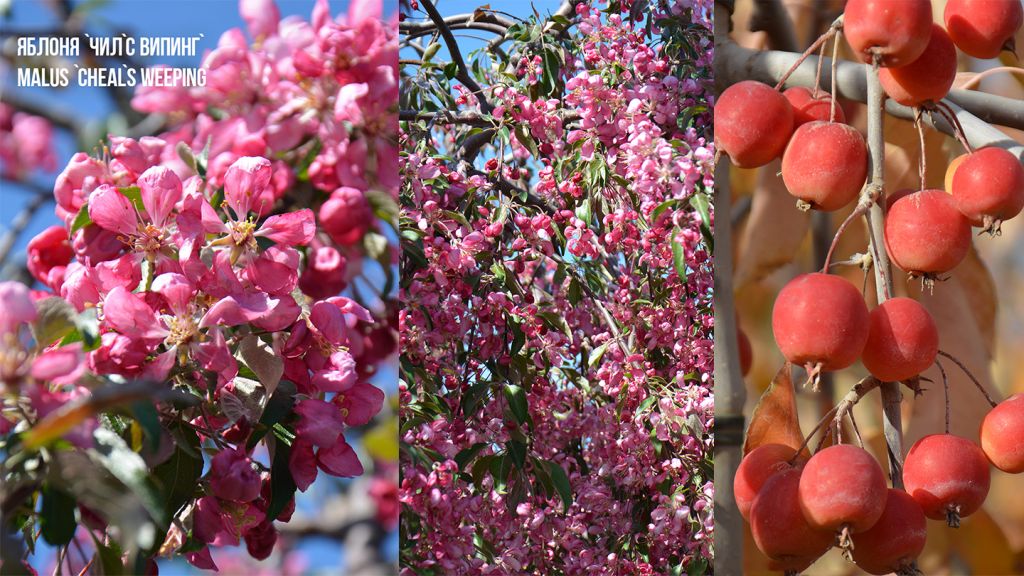Яблоня чил с випинг, декоративная яблоня оптом, сорта декоративных яблонь